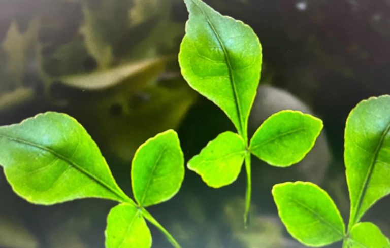 बेल पत्र: धार्मिक आस्था के साथ सेहत का भी खजाना, जानें इसके फायदे