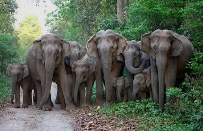 बोकारो- रामगढ़ सीमा पर बढ़ा हाथियों का आतंक, कुचलकर पांच की ले ली जान