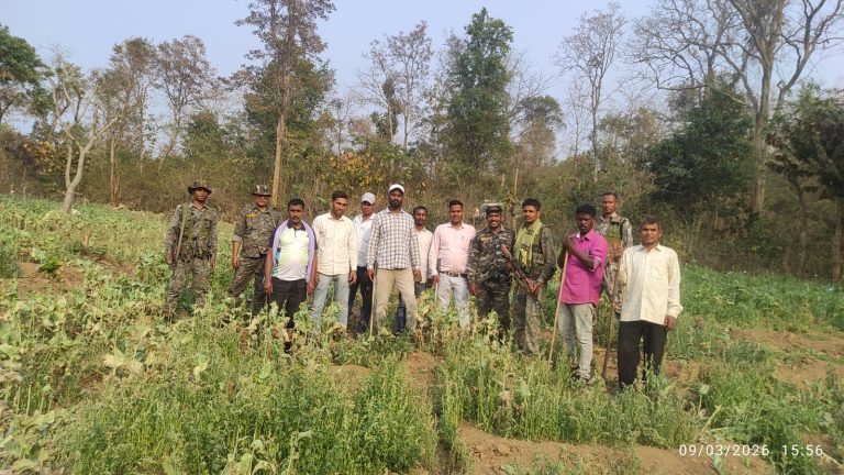 पलामू पुलिस ने नष्ट की नशे की खेती, चार एकड़ में लहलहा रही थी फसल