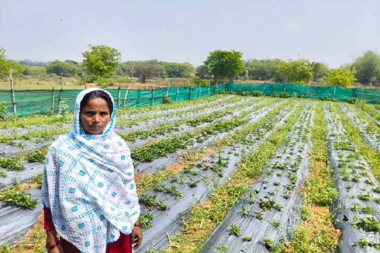 जामताड़ा में स्ट्रॉबेरी खेती से बदलाव की मीठी कहानी, मुसर्रत खातून बनीं मिसाल