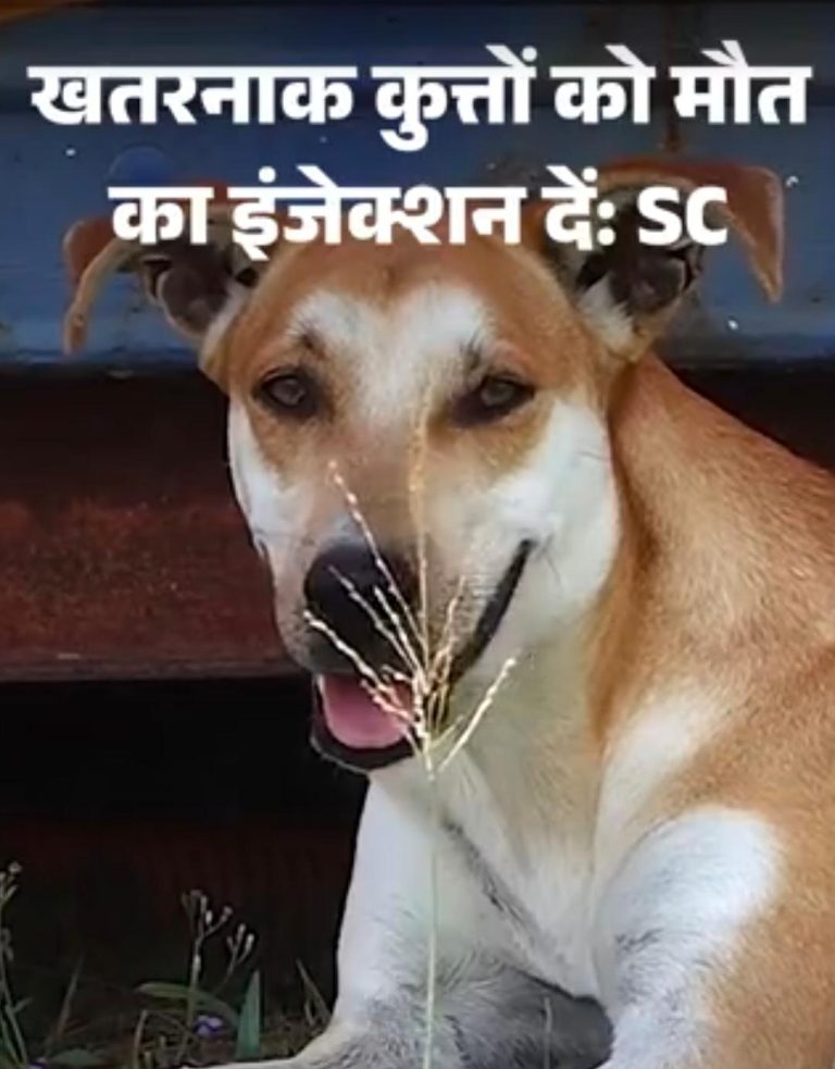 सुप्रीम कोर्ट का बड़ा फैसला: खतरनाक और रैबीज ग्रस्त आवारा कुत्तों को इच्छामृत्यु देने की अनुमति